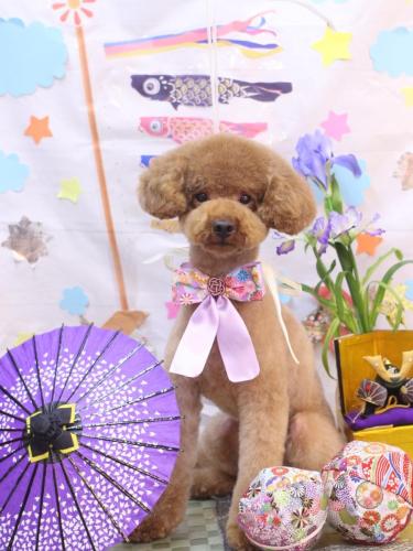 20240526まめくん